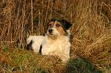 JACK RUSSEL 379